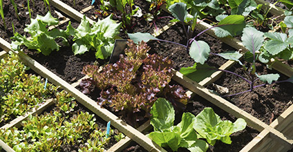 Abonado y fertilización en agricultura ecológica