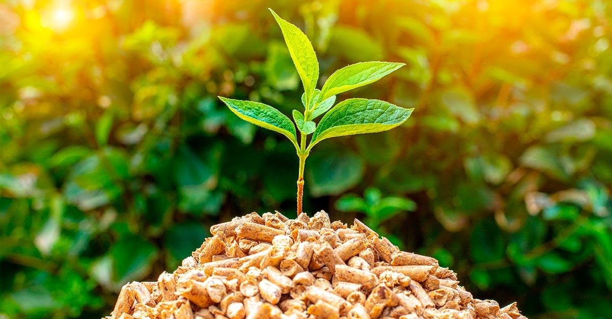 Energías Renovables: Especialidad Biomasa