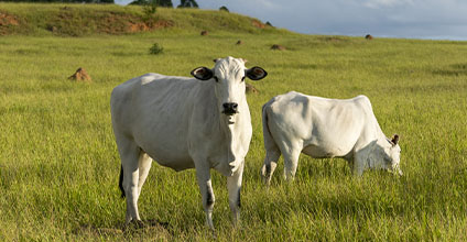 Ganadería ecológica