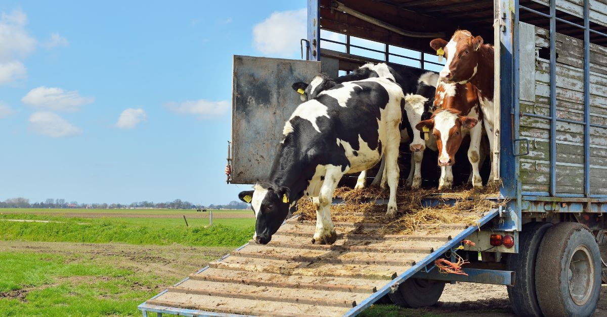 Formación en materia de protección de los animales durante su transporte (Formación Complementaria CAP Mercancías)